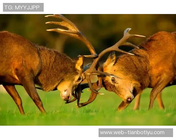 记者分析无字鹿获胜背后的深远意义彰显雄鹿实力不容忽视