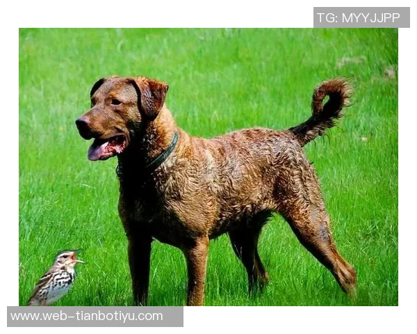 美国队新吉祥物班纳灵感源自切萨皮克湾寻猎犬的故事